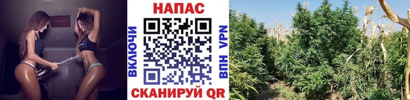 Купить  Калач  Канабис VHQ 